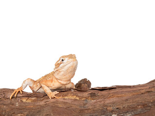 Dwarf bearded dragon in studio