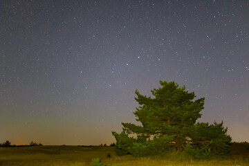 Obraz na płótnie Canvas alone pine tree among sandy prairie under a starry sky, beautiful night natural landscape