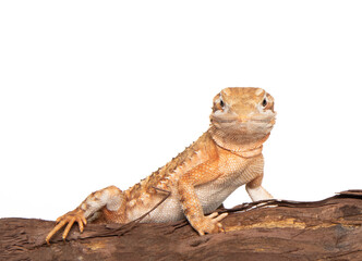 Dwarf bearded dragon in studio