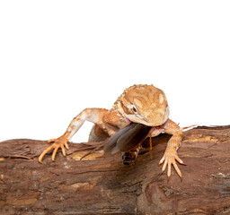 Dwarf bearded dragon in studio