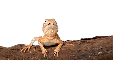 Dwarf bearded dragon in studio