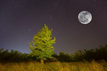 Fototapeta na wymiar alone tree on forest glade under starry sky with full moon, night outdoor scene