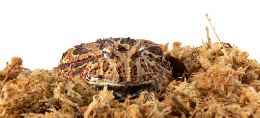 Packman frog in studio