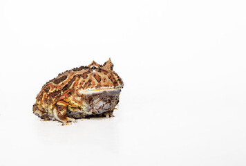 Packman frog in studio