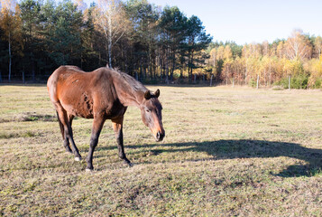 Obraz premium horse grazing on a meadow in the light of the autumn sun