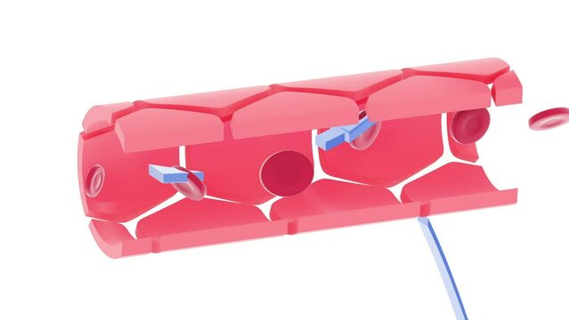 3d animation of the capillary section of an artery. Showing the exchange in two sequences, one open and one more closed.