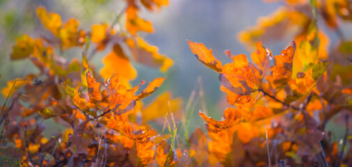 closeup red dry oak tree branch in forest, autumn outdoor background