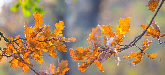 closeup red dry oak tree branch in forest, autumn outdoor background