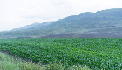 Fototapeta na wymiar Field of corn.Cultivation of corn near the mountains