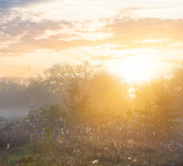 Obraz na płótnie Canvas forest glade in mist early morning landscape