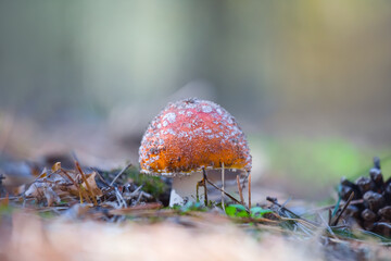 closeup red flyagaric mushroom in forest