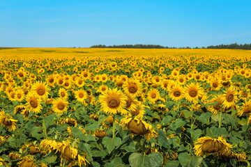 a field of bright yellow sunflowers against a blue sky on a sunny day