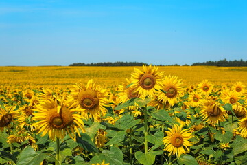 Obraz premium a field of bright yellow sunflowers against a blue sky on a sunny day