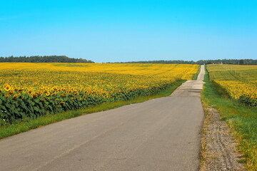a road in a field of bright yellow sunflowers against a blue sky on a sunny day