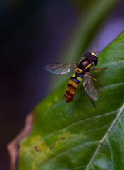 Hoverfly (Syrphidae) on a green leaf
