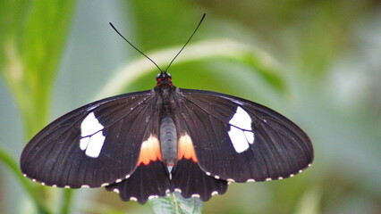 Butterfly with pink and black wings at a butterfly garden in Mindo, Ecuador