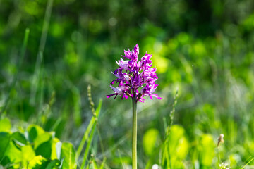  Ciepłolubne zbocza kserotermalne   wiosną ozdabia Storczyk kukawka[  (Orchis militaris L.) piękna roślina z rodziny storczykowatych
