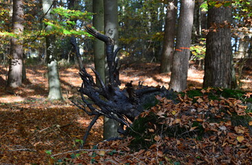 Landscape in Autumn in the Heath Lüneburger Heide, Walsrode, Lower Saxony