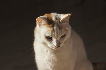 Portrait of a cat with cute speck on the nose