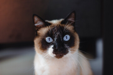 Siamese Cat With Bright Blue Eyes Portrait