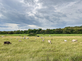 Obraz premium flock of cow on a meadow