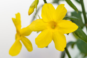 Winter jasmine flower  (Jasminum nudiflorum 