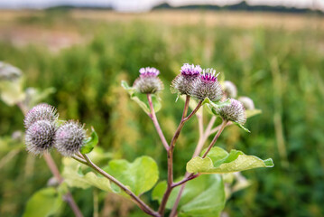 Burdock thorny purple flower, green buds and leaves in herbal garden. Blooming medicinal plant...