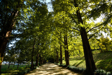 Fototapeta premium Beautiful trees in Damyang Metasequoia in Korea