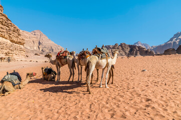 A view of camels in the desert landscape in Wadi Rum, Jordan in summertime