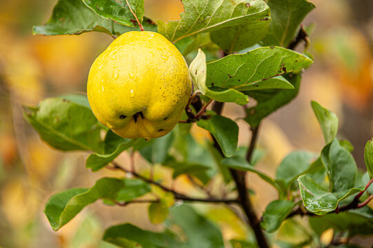 Gelbe Frucht der Quitte Cydonia oblonga an belaubtem Ast