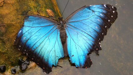 Blue morpho butterfly with its wings open at a butterfly garden in Mindo, Ecuador