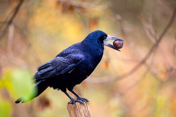 Hungry black rook bird sitting on a wooden fence with walnut in its beak in autumn park - obrazy, fototapety, plakaty