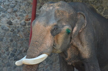 Nahaufnahmen von Elefanten und der Naturwelt in Thailand