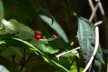 melipona bee taking pollen from clerodendrum flower with green background