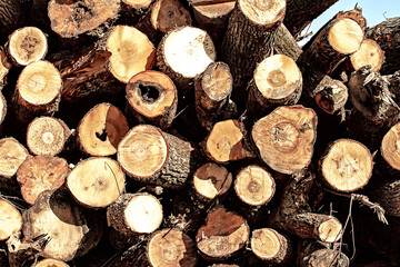 Stacks of logs piled high after recent cutting down of trees 