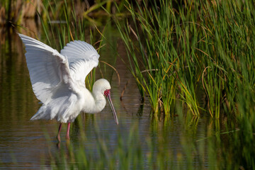 African spoonbill (Platalea alba) preening itself. Western Cape. South Africa.
