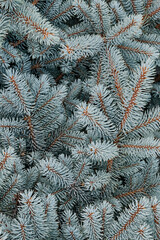 Naklejka na ściany i meble Coniferous branches of blue spruce