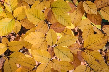Fototapeta premium View of colorful autumn leaves in the forest, background