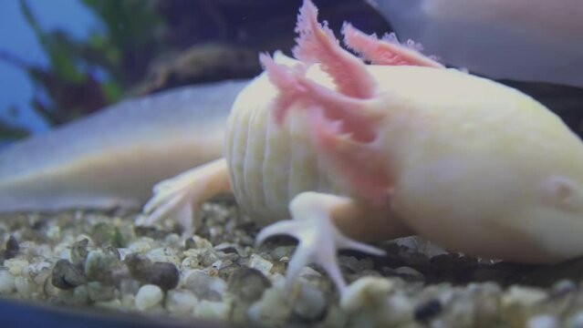 The head of one axolotl pushes the tail of another