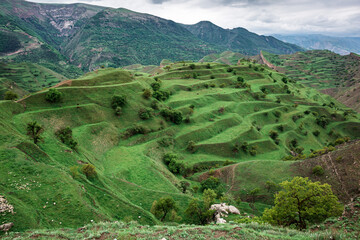Green, man-made mountain terraces, landscape, mountain meadows and mountains, Chokh village, Dagestan.