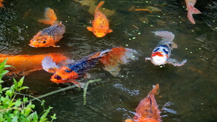 Colorful koi in a pond at a butterfly garden in Mindo, Ecuador