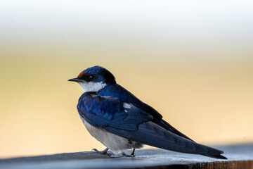 Barn swallow (Hirundo rustica). Western Cape. South Africa
