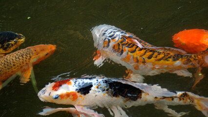 Colorful koi in a pond at a butterfly garden in Mindo, Ecuador