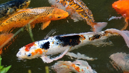 Colorful koi in a pond at a butterfly garden in Mindo, Ecuador