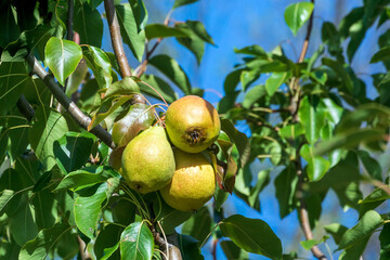 Pears Growing In The Community Garden