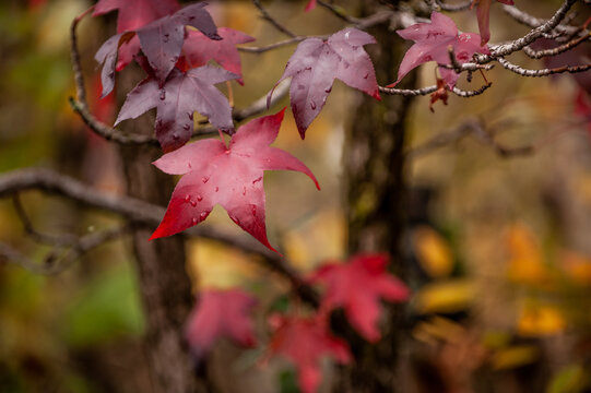 Blätter des Amberbaums Liquidambar styraciflua in roter Herbstfärbung an Ast