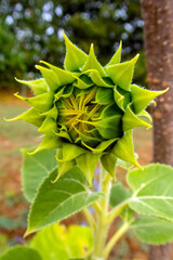 Sunflower has star like appearance in Missouri