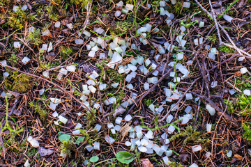 Moss & Granulate . Moos & Granulat