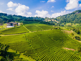 Fototapeta na wymiar Landscape top view of tea plantation at Doi Mae Salong Chiang Rai, Thailand is Top tourist destinations and Landmark of Chiang Rai