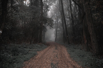 Obraz premium Road in the forest